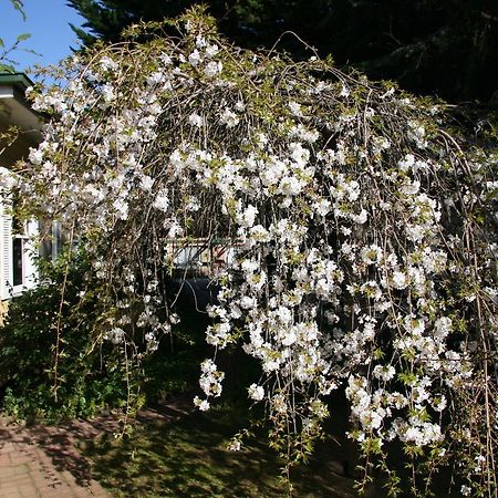 Carawatha Gardens Villa Bright Eksteriør billede